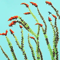 Ocotillo II by Jake Early