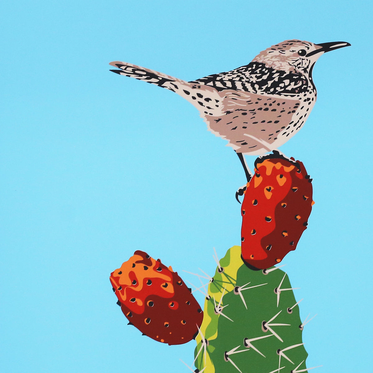 Cactus Wren by Jake Early