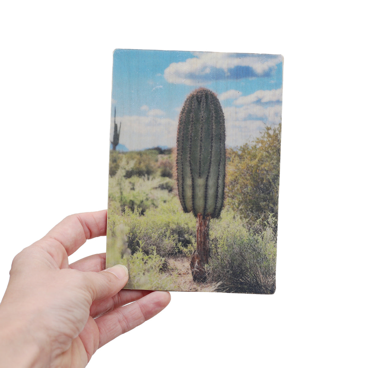 Desert postcard by Lisa Olson