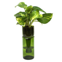 Wine Bottle Planter Kit by Refresh Glass